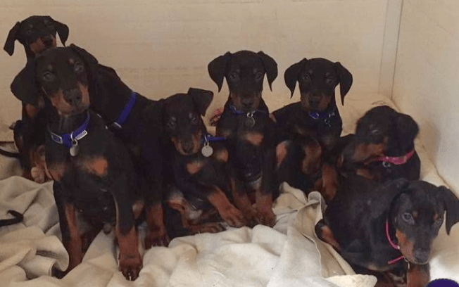 How Last Chance Animal Rescue Home worked with Give as you Live