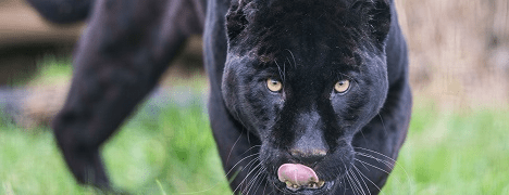 The Big Cat Sanctuary case study