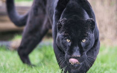 How The Big Cat Sanctuary worked with Give as you Live