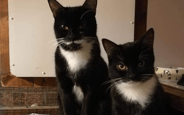 How Catflap (Care And Treatment For Lost Or Abandoned Pet Cats) (Scotland) worked with Give as you Live
