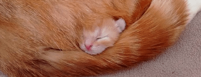 Bristol Animal Rescue Centre case study