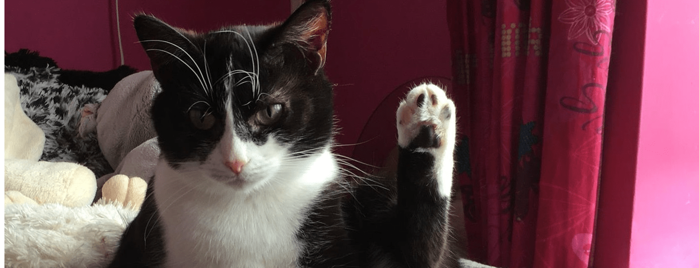 Happycats Rescue case study