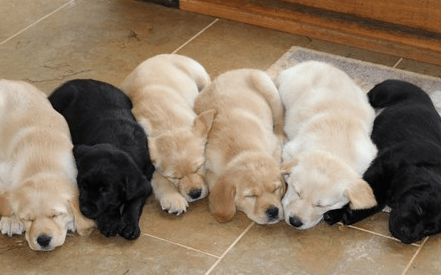 How Dogs for Good worked with Give as you Live
