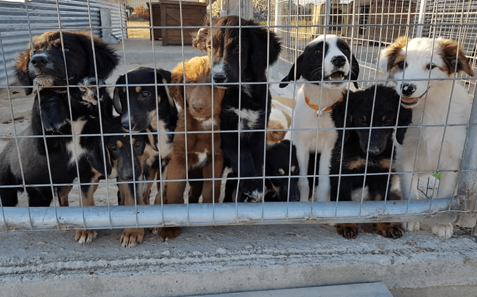 How Zante Strays worked with Give as you Live
