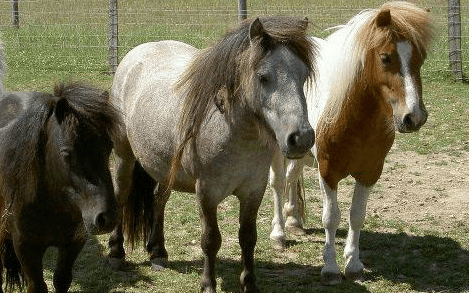 How Remus Memorial Horse Sanctuary worked with Give as you Live