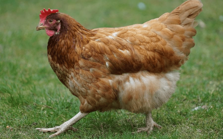 How British Hen Welfare Trust worked with Give as you Live
