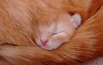 How Bristol Animal Rescue Centre worked with Give as you Live