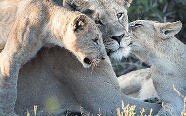 How Born Free Foundation worked with Give as you Live