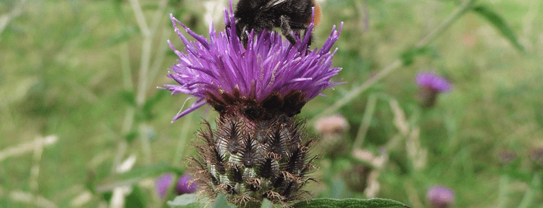 Buglife case study