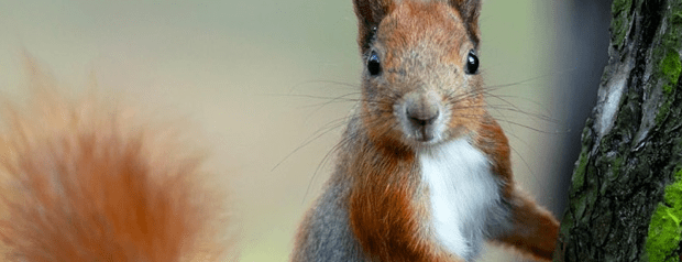 Woodland Trust case study