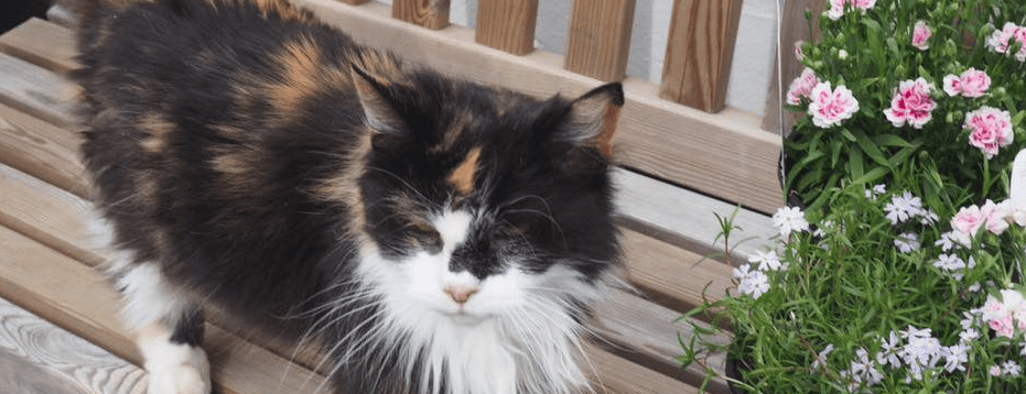 Shropshire Cat Rescue case study