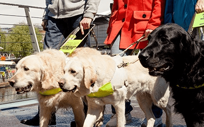 How Guide Dogs worked with Give as you Live