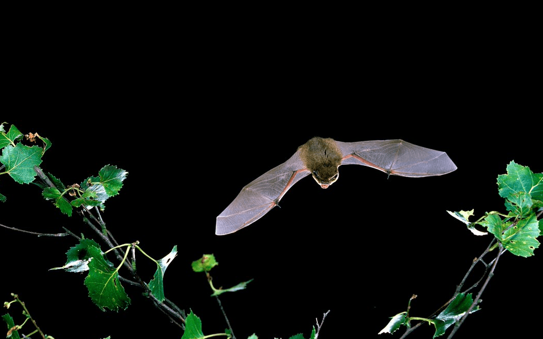 How Bat Conservation Trust worked with Give as you Live