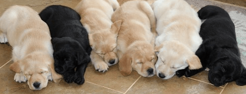 Dogs for Good case study