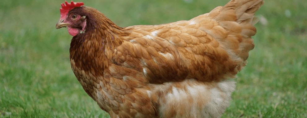 British Hen Welfare Trust case study