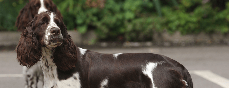 English Springer Spaniel Welfare case study