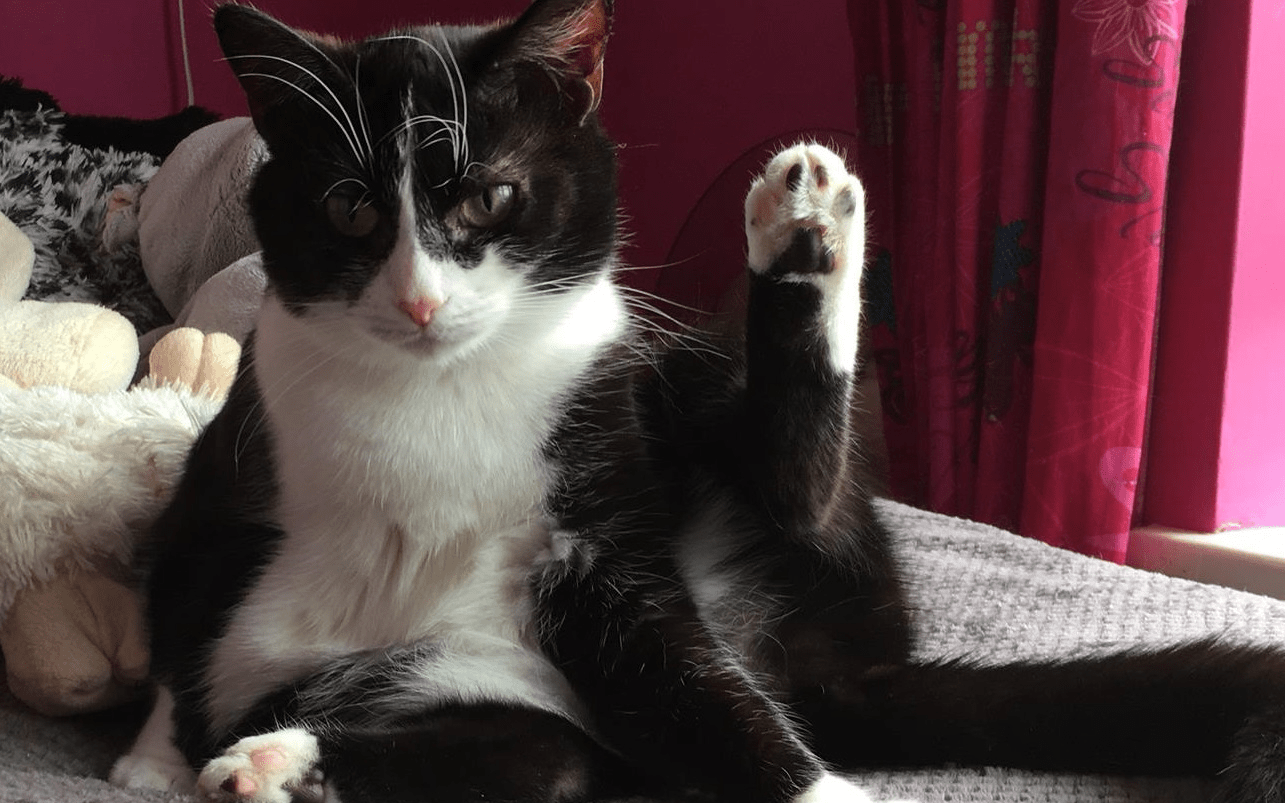How Happycats Rescue worked with Give as you Live