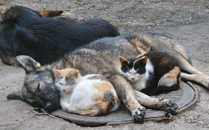 How Forgotten Animals worked with Give as you Live