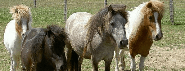 Remus Memorial Horse Sanctuary case study