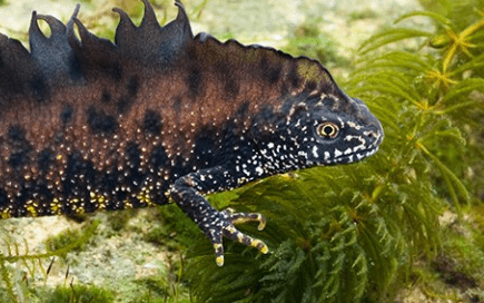 How The Froglife Trust worked with Give as you Live