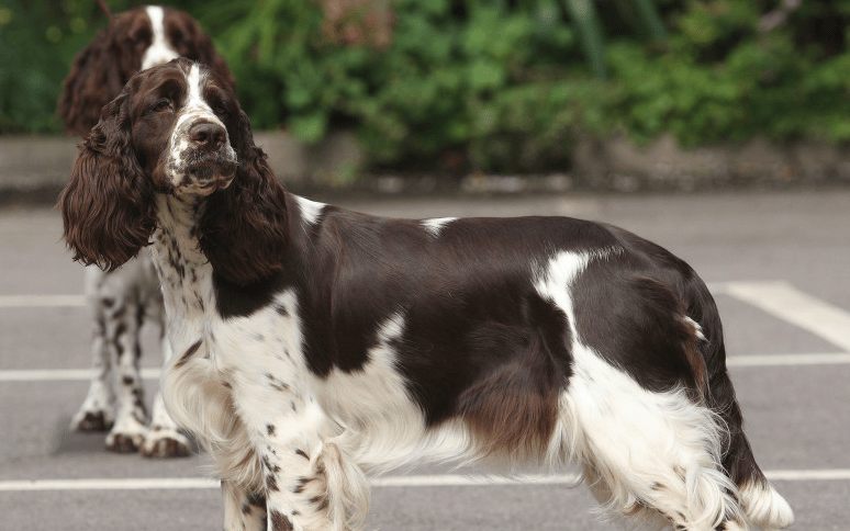 How English Springer Spaniel Welfare worked with Give as you Live