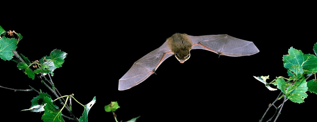 Bat Conservation Trust case study