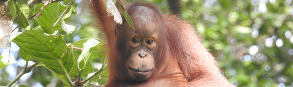 Sepilok Orangutan Rehabilitation Centre