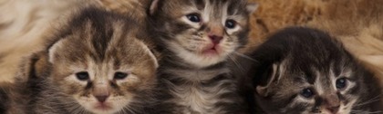 How Shropshire Cat Rescue worked with Give as you Live