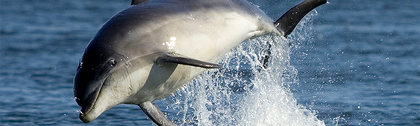 How WDC, Whale and Dolphin Conservation worked with Give as you Live