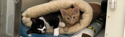 How Woodlands Animal Sanctuary worked with Give as you Live