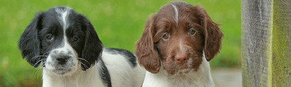 How English Springer Spaniel Welfare worked with Give as you Live