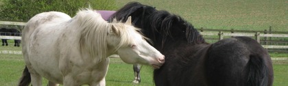 How Remus Memorial Horse Sanctuary worked with Give as you Live
