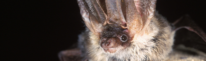 How Bat Conservation Trust worked with Give as you Live